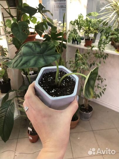 Алоказия шкура дракона