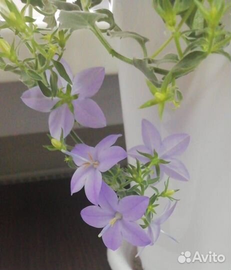 Кампанула Майя невеста