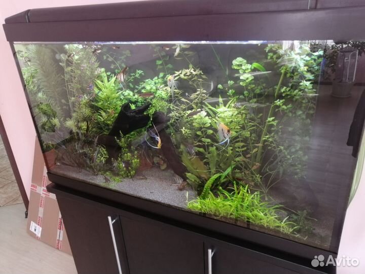 Аквариумная прополка