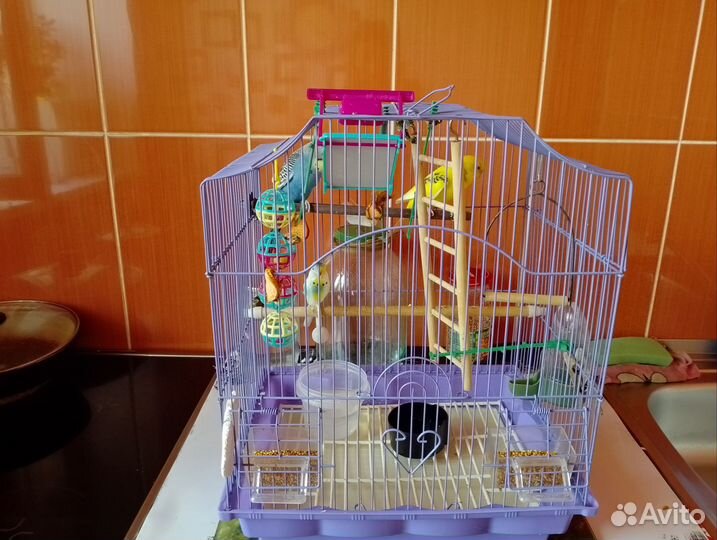 Продам попугаев волнистых,с клеткой