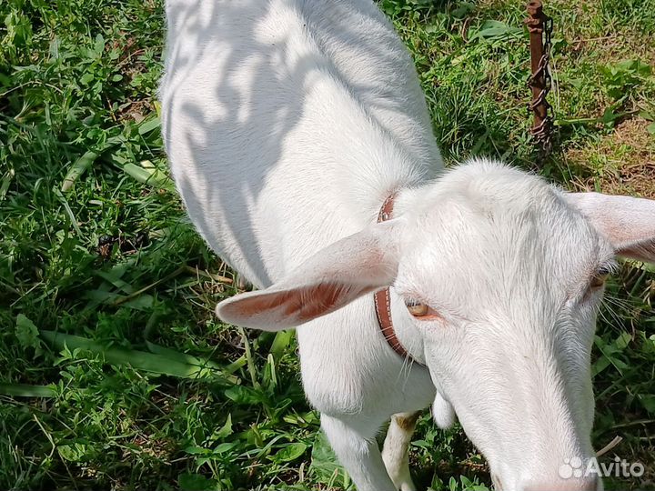 Козы дойные и козлята