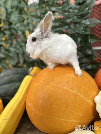 Кролики в любимцы