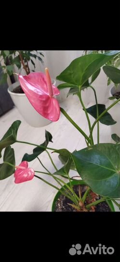 Антуриум Пандола