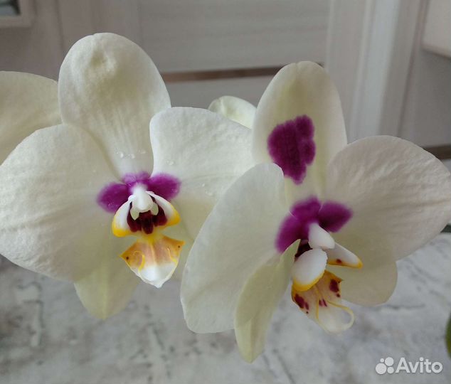 Орхидея