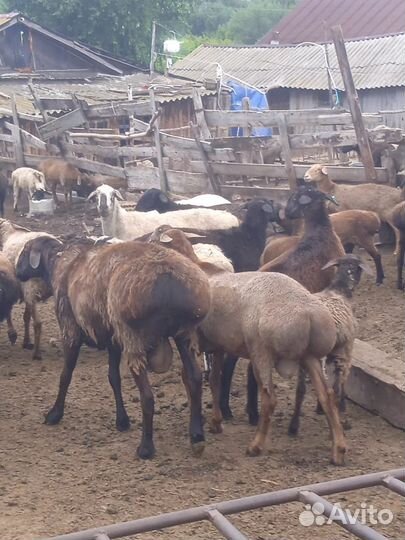 Курдючные бараны овцы