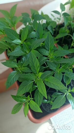 Рассада острого перца