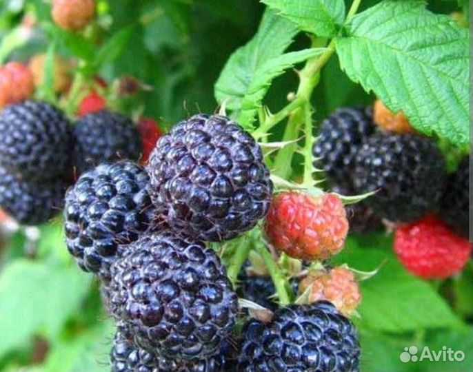 Рассада жёлтой малины,ежемалины