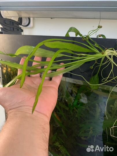 Эхинодорус