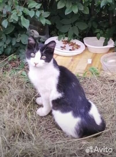 Котенок ищет дом