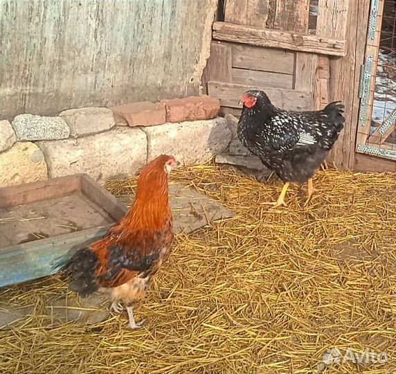 Молодые петухи