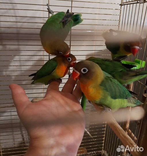 Попугаи ручные корелла,неразлучники