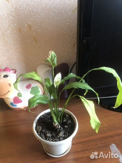 Спатифиллум