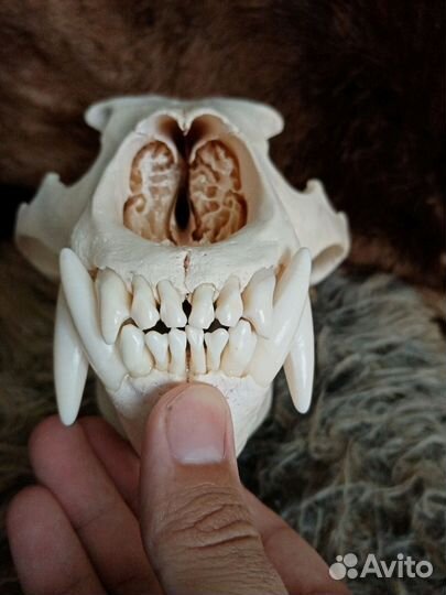 Череп медведя имитация