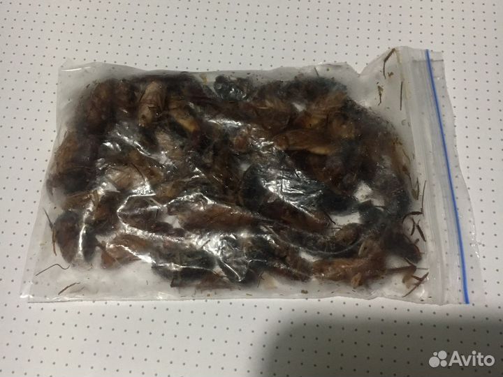 Замороженные сверчки