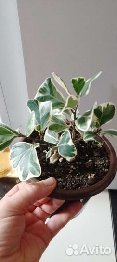 Фикус триангулярис