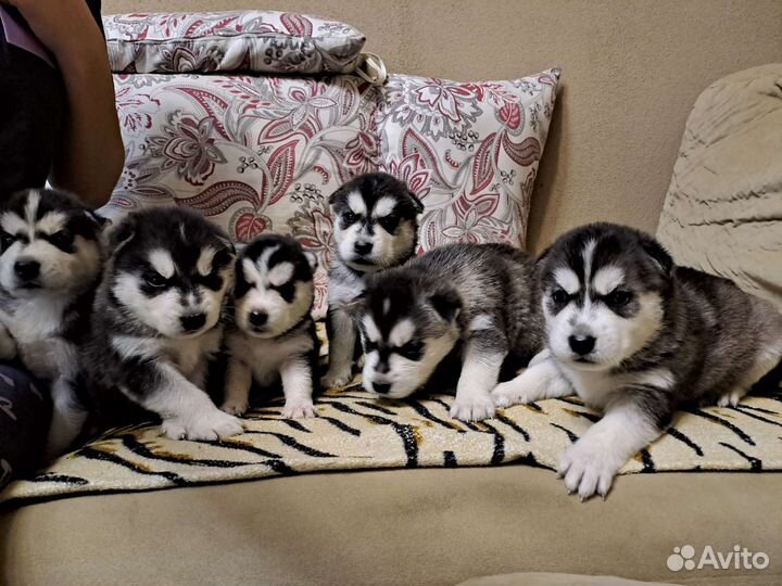 Щенки сибирской хаски