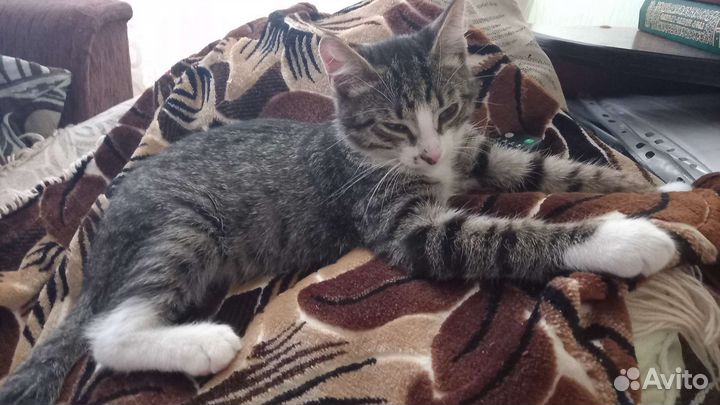 Кошка в дар бесплатно