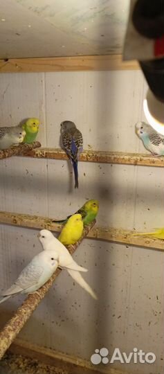 Птенцы волнистый попугай