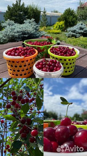 Вишня ягода