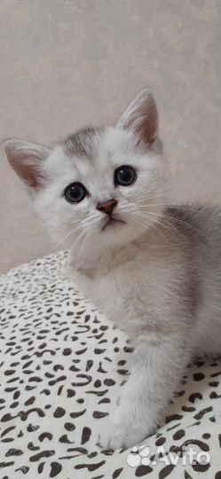 Британская шиншилла серебро