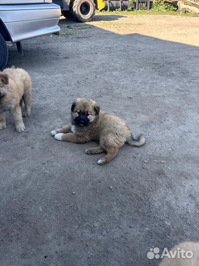 Щенок метис