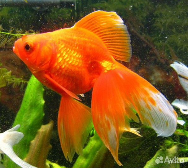 Рыбки, растения, водоросли