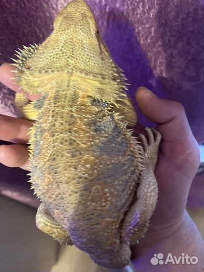 Бородатая агама