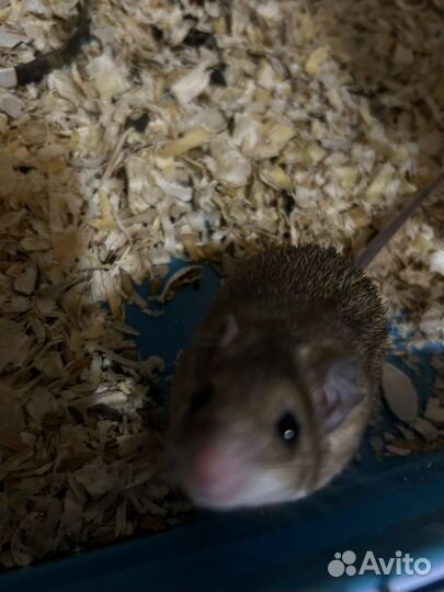 Иглистая мышь