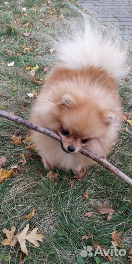 Померанский шпиц. Мини. Вязка