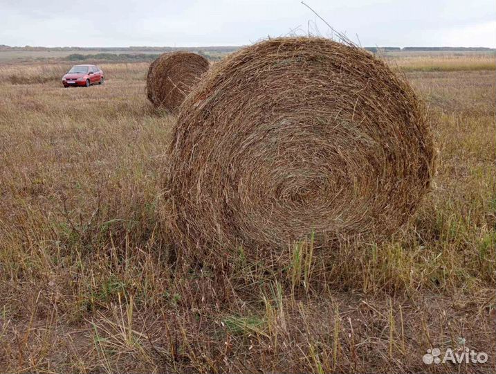 Сено в тюках