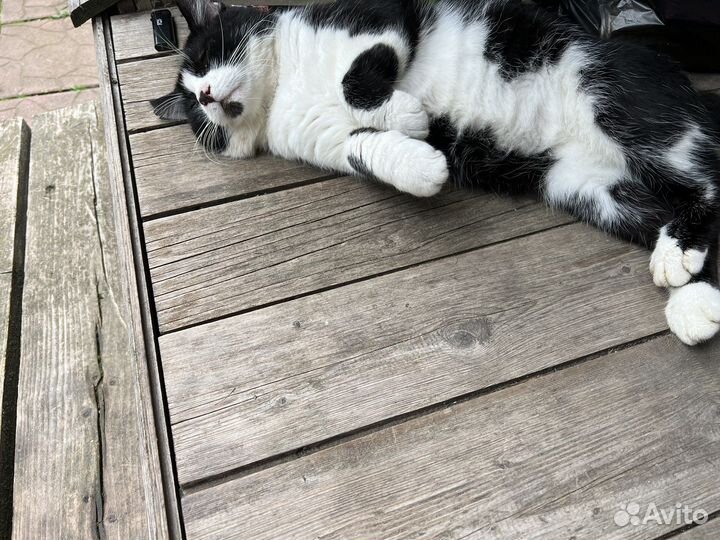 Кот феликс