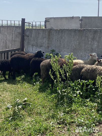 Ягнята баранчики и ярки