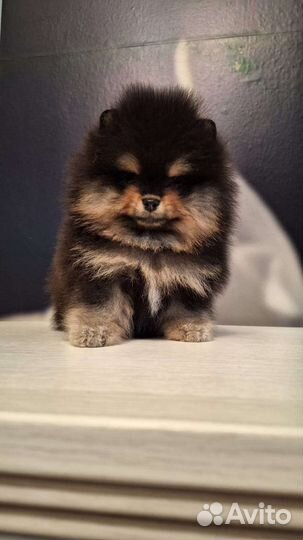 Мини мальчик,документы РКФ