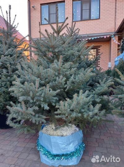 Ель 1.2м