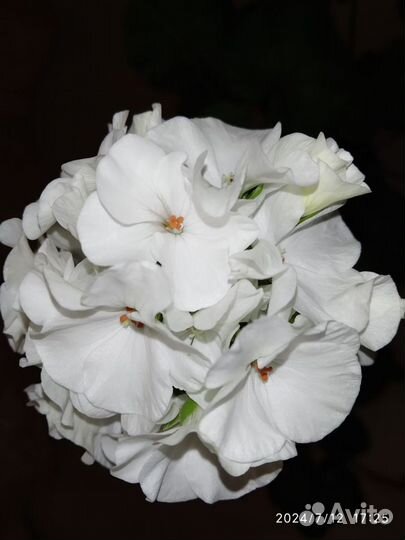 Пеларгония герань белая и розовая