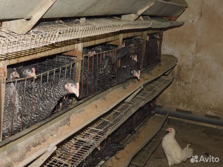 Куры Несушки Молодые,доставка бесплатно