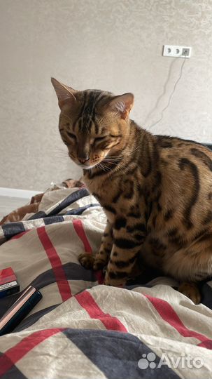 Бенгальский кот