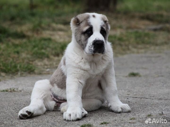 Щенки алабая