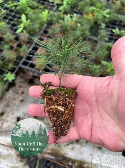 Сеянцы зкс Сосна Ель Лиственница окс Голуб Горн