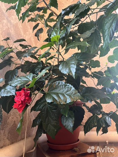 Комнатные растения цветы большие