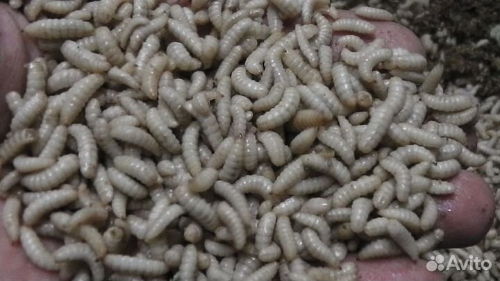 Черная львинка-опарыш