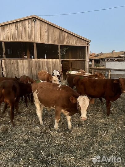 Бычки на откорм 16 голов