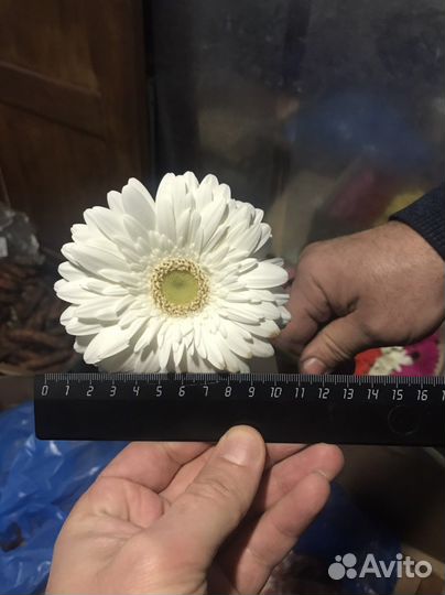 Цветы герберы