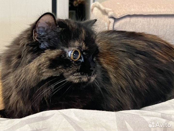 Кошечка хайленд скотиш страйт