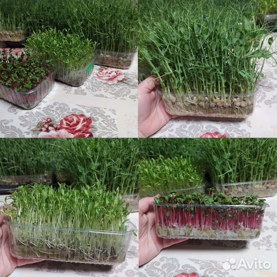 Микрозелень