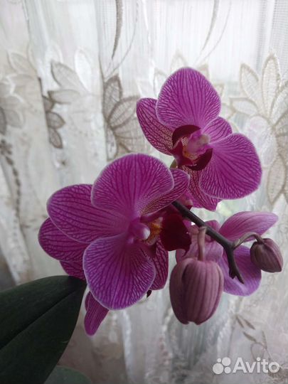 Орхидея фаленопсис