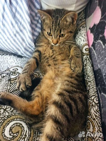 Кошка, Девочка