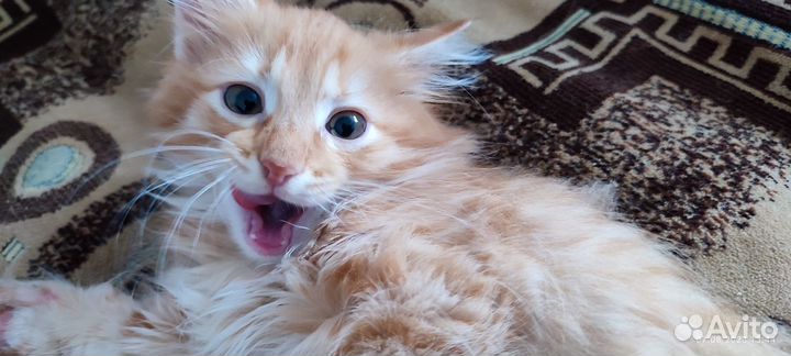 Рыжий котенок мальчик