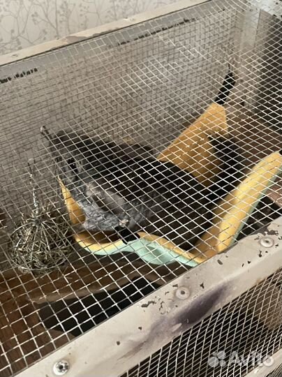 Шиншилы с клетками