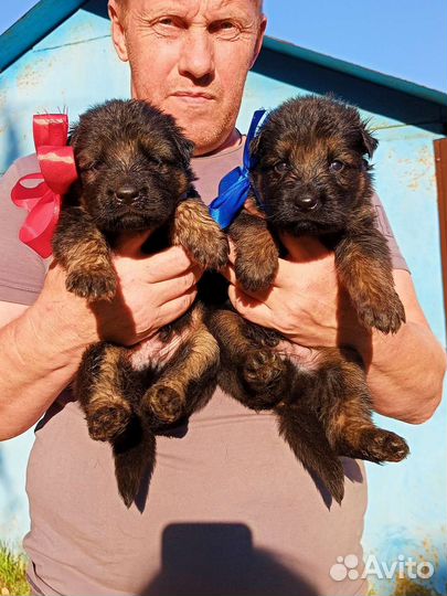 Качественные немецкие овчарки с документами РКФ
